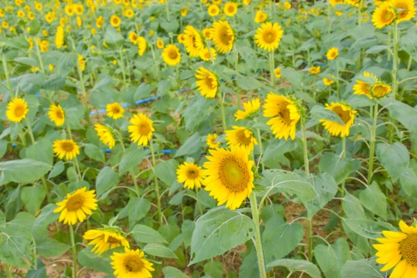 Yellow Sunflower Fields Full Bloom Tourist Attraction Southern Thailand — Stock Photo, Image