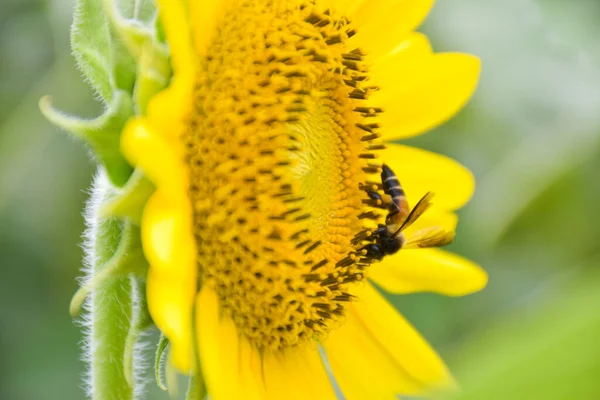  Arı sürüsü ve sarı ayçiçeği çiçek açan güzellik doğası yumuşak bulanıklık