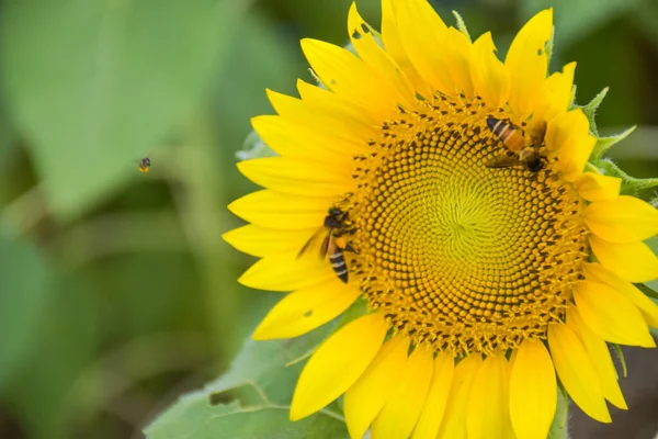  Arı sürüsü ve sarı ayçiçeği çiçek açan güzellik doğası yumuşak bulanıklık