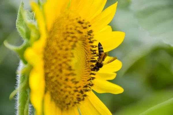Sarı ayçiçekleri ve çiçek açan güzel yapraklar, Tayland bahçesindeki arılar.