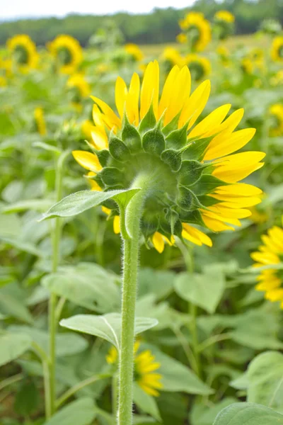 Sunflower Field Blurry Background Thailand Garden — Stock Photo, Image