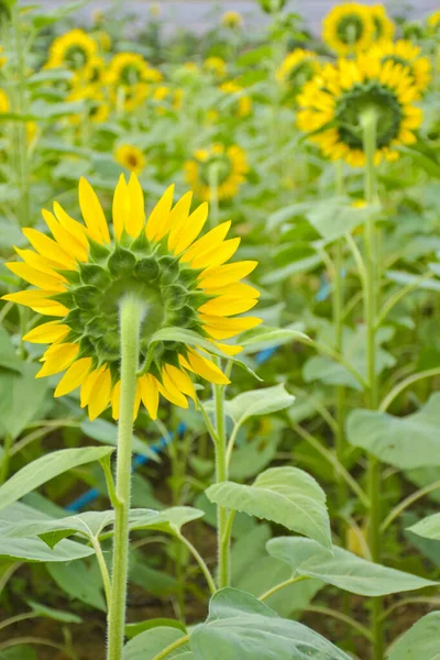 Sunflower Field Blurry Background Thailand Garden — Stock Photo, Image