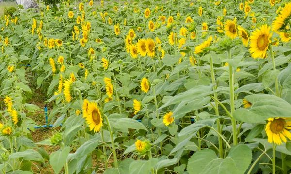 Yellow Sunflower Blooming Garden Beauty Nature — Stock Photo, Image