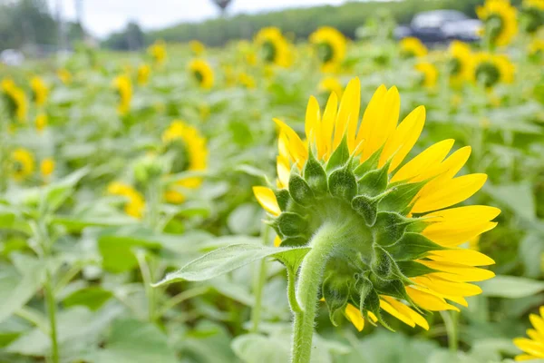 Sunflower Field Blurry Background Thailand Garden — Stock Photo, Image