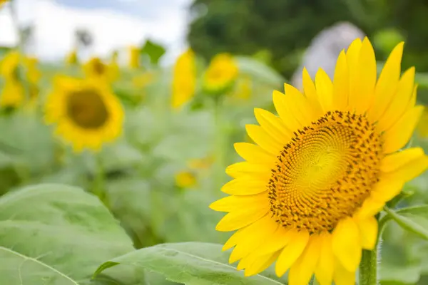 Sunflowers Petals Bloom Bees Swarm Garden — Stock Photo, Image