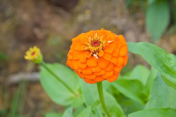 園内のタイ公園に咲くオレンジ色のジンニア — ストック写真