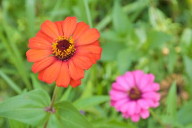  Turuncu zinnia pembe taç yaprakları güzel çiçek açıyor parkta yumuşak bulanıklık