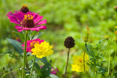  Turuncu zinnia pembe taç yaprakları güzel çiçek açıyor parkta yumuşak bulanıklık