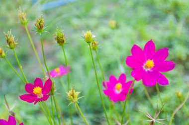  Pembe papatyalar ve taç yaprakları güzel çiçek açar parkta yumuşak bulanıklık