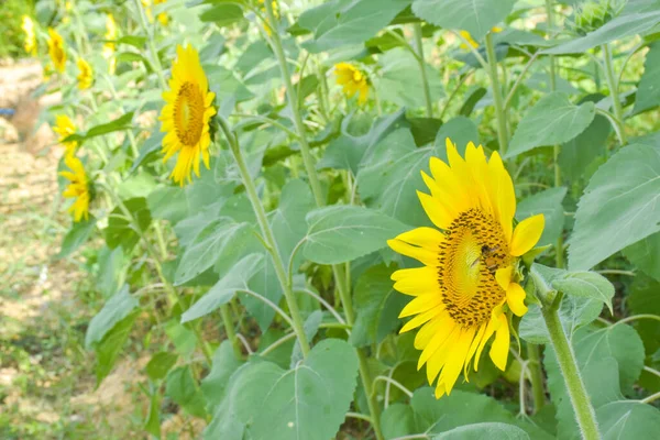Field Yellow Sunflowers Petals Bloom Beautiful Bees Swarm Park — Stock Photo, Image