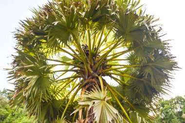 Güzel bir Tayland parkında palmiye ağaçları çemberi