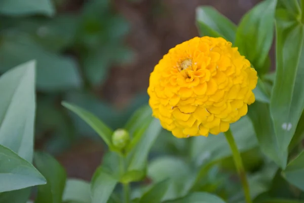 Прекрасні Яскраво Жовті Квітки Цинії Пелюстками Прекрасному Тайському Парку — стокове фото