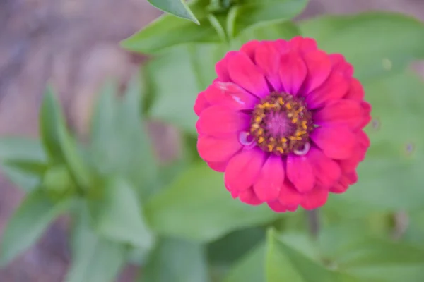 Красивом Тайском Парке Розовые Цветки Нежно Размываются Лепестками — стоковое фото