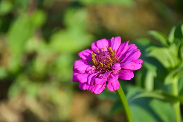 Güzel Kırmızı Pembe Zinnia Çiçekleri Tayland Parkında Yaprakları Olan Yumuşak — Stok fotoğraf