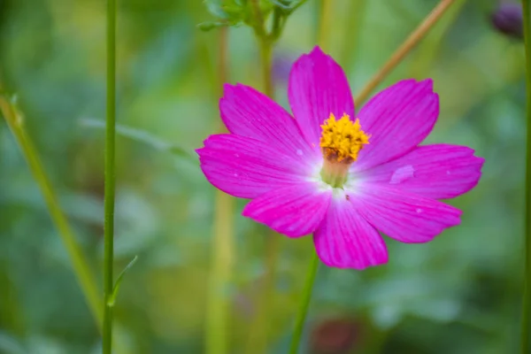  Pembe papatyalar çiçek açar Bahçede güzel yapraklarla