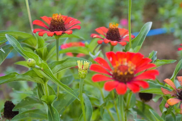 Tay halk parkında çiçek açan portakal çiçekleri ve yumuşak bulanıklık. 