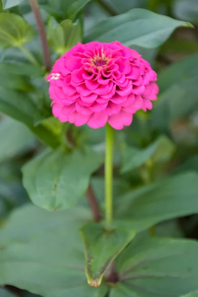 Pembe Zinnia Çiçekleri Tay Parkında Güzel Taç Yaprakları Yumuşak Bulanıklıkla — Stok fotoğraf