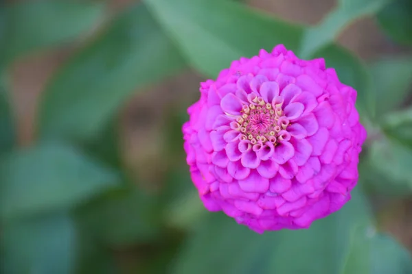 Pink Zinnia Flowers Blooming Beautiful Petals Soft Blur Thai Public — Stock Fotó