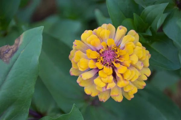 Жовті Квітки Цинії Розквітають Прекрасними Пелюстками Яким Затуманенням Таїландському Громадському — стокове фото