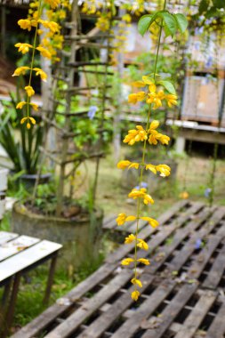 Bambu panellerden sarkan sarı çiçekli altın çelenk Tayland bahçesini süslüyor.