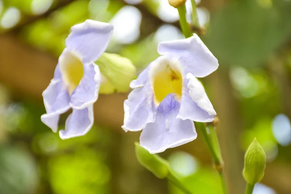 Thunbergia Grandiflora Blanca Floreció Con Hermosas Abejorros Jardín — Foto de Stock