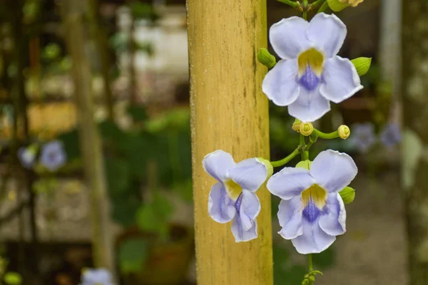 Thunbergia Grandiflora Blanco Floreciendo Hermosas Decoraciones Bambú Jardín Fondo Borroso — Foto de Stock