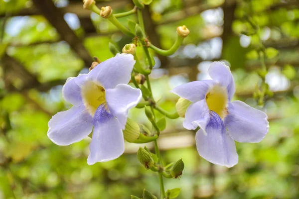 Thunbergia Ihtişamlı Flora Beyaz Çiçekleri Bahçede Arı Sürüsü Bulanık Arka — Stok fotoğraf