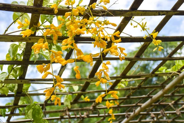 Corona Oro Floración Amarilla Colgando Paneles Bambú Decorar Jardín Tailandés —  Fotos de Stock