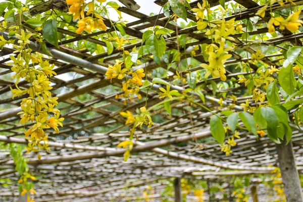  Sarı çiçekli altın çelenk bambu süslemesinde asılı.