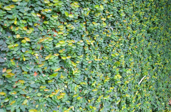 The walls of the house are covered with leaves all over the walls of the house