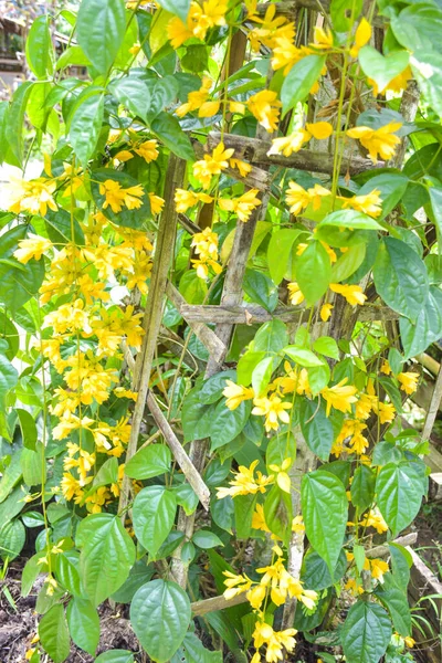 Жовтий Квітучий Золотий Вінок Висить Бамбуковому Оздобленні — стокове фото