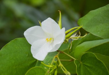 Beyaz çiçek açan güzel doğa bahçede