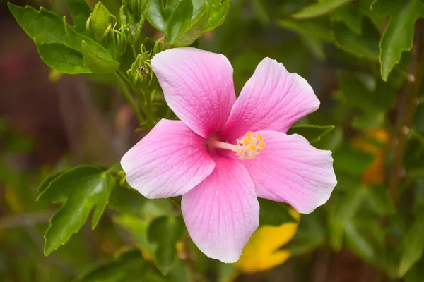 Rózsaszín Hibiszkusz Virágok Nyílnak Szirmaik Virágoznak Egy Gyönyörű Természetes Kertben — Stock Fotó