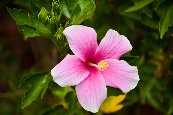 Rosa Hibiskusblüten Blühen Und Ihre Blütenblätter Blühen Einem Wunderschönen Natürlichen — Stockfoto