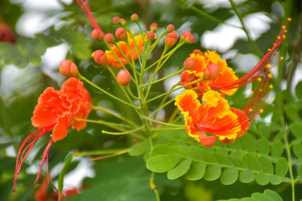 Квітка Павича Цвіте Пелюстки Цвітуть Прекрасному Природному Саду — стокове фото