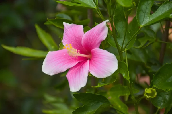 Rosa Hibiskusblüten Blühen Und Ihre Blütenblätter Blühen Einem Wunderschönen Natürlichen — Stockfoto