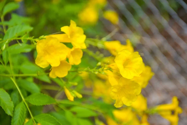 Yellow Urai Flowers Petals Blooming Beautiful Nature Garden — Stock fotografie