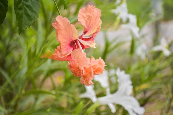 Orange Hibiscus Flowers Petals Blooming Beautifully Thai Garden — Fotografia de Stock