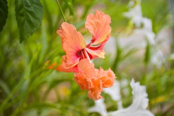 Narancs Hibiszkusz Virágok Szirmok Virágoznak Szépen Egy Thai Kertben — Stock Fotó