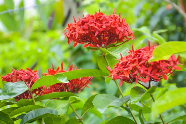 Hermosa Flor Aguja Roja Está Floreciendo Con Sus Pétalos Suave —  Fotos de Stock