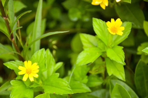 Маленькі Жовті Трав Яні Квіти Розквітли Красивими Пелюстками — стокове фото