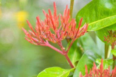Bulanık yumuşak arka planda açan kırmızı iğne çiçekleri.