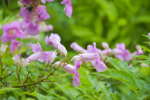 field pink flower small blooming in Thailand garden beauty nature and soft blur.