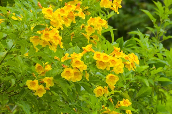 Yellow Urai Flowers Blooming Garden — стоковое фото
