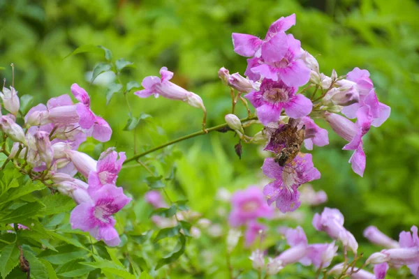 pink flower small blooming in Thailand garden beauty nature