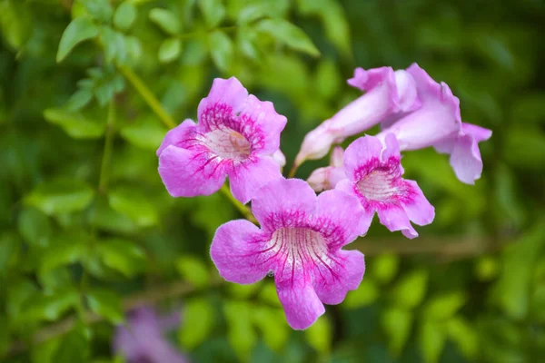 Rosa Blume Klein Blüht Thailand Garten Schönheit Natur — Stockfoto