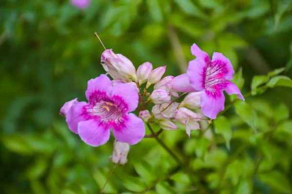 pink flower small blooming in Thailand garden beauty nature