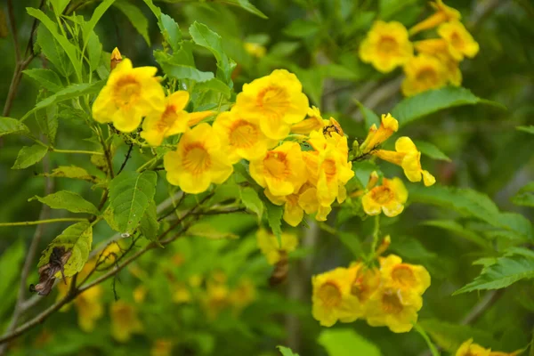Саду Цветут Желтые Урайские Цветы — стоковое фото