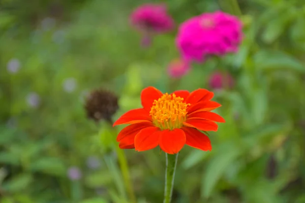 Orange Pink Zinnias Blooming Meadow Thai Garden Soft Blur Background — ストック写真