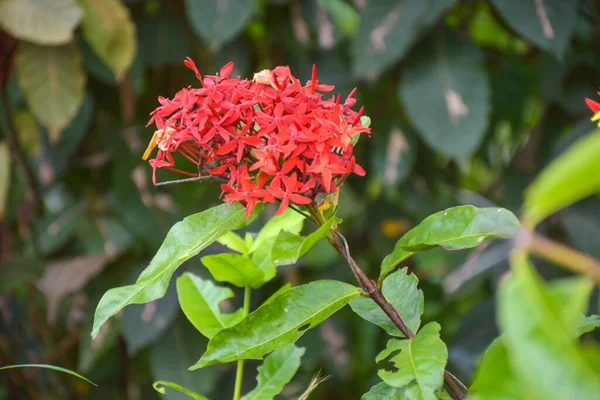 Red Needle Flower Blooming Soft Garden Thailand —  Fotos de Stock